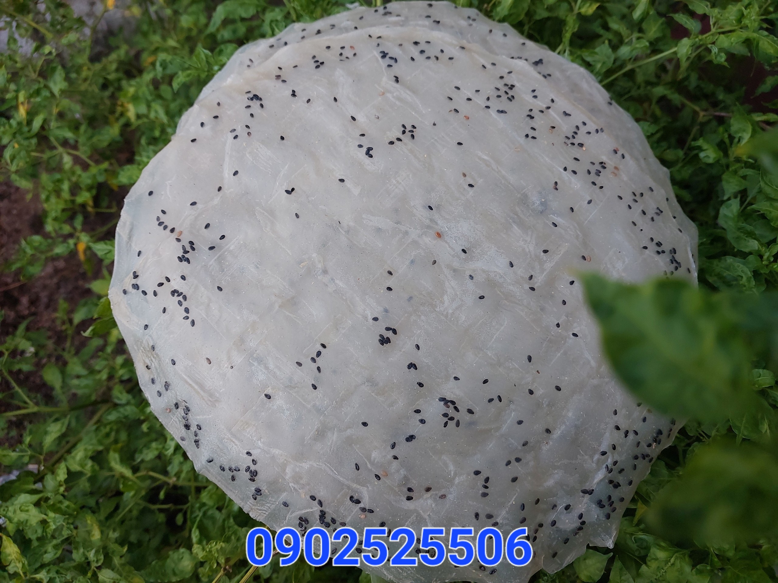 bánh tráng gạo